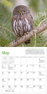 Audubon Little Owls Mini Wall Calendar 2027