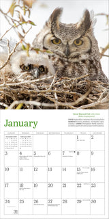 Audubon Little Owls Mini Wall Calendar 2027