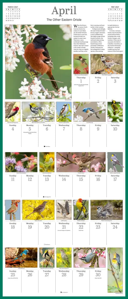 Audubon Songbirds and Other Backyard Birds Picture-A-Day Wall Calendar 2027