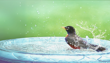 Uploaded: Birdbath_Wigglers_(700_x_400_px)_(1).png