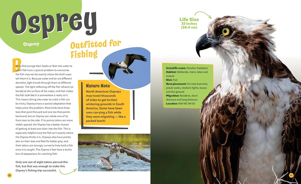 Birds Life Size, Up Close and Personal with 47 Bird Species