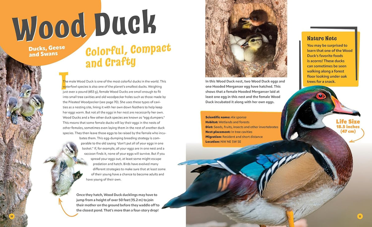 Birds Life Size, Up Close and Personal with 47 Bird Species