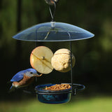 Bluebird Buffet Metal and Glass Bird Feeder with Protective Baffle