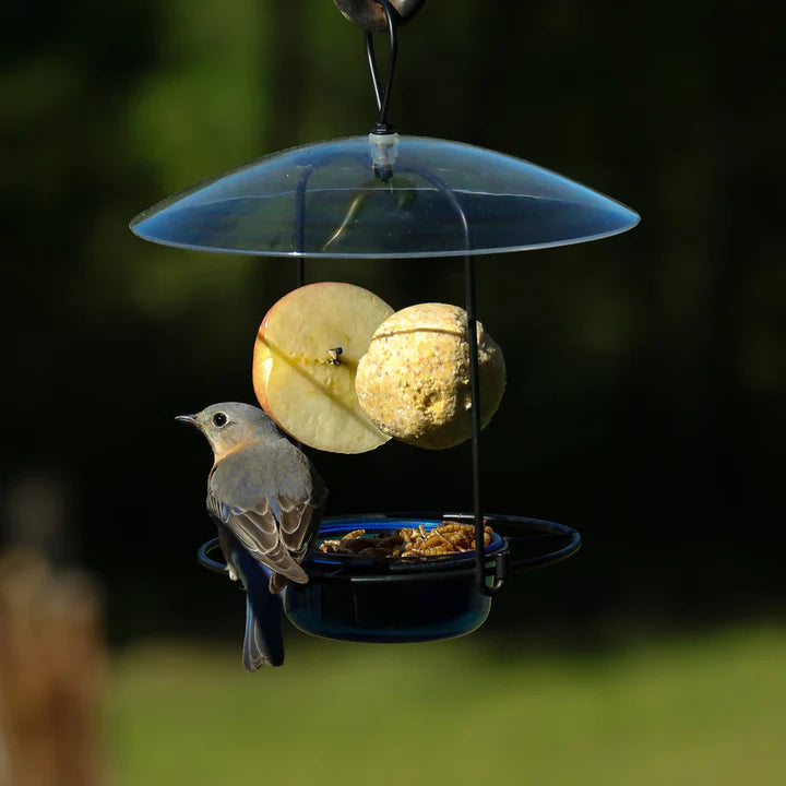 Bluebird Buffet Metal and Glass Bird Feeder with Protective Baffle
