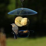 Bluebird Buffet Metal and Glass Bird Feeder with Protective Baffle