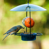Bluebird Buffet Metal and Glass Bird Feeder with Protective Baffle