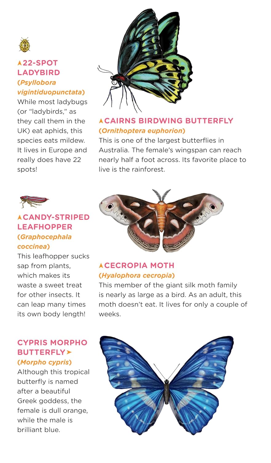 Buy Fluttery, Friendly Tattoo Butterflies and Other Insects Online