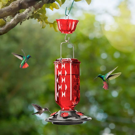 Leak Proof Glass Hummingbird Feeder with Ant Moat and Six Feeding Ports, Red, 24oz