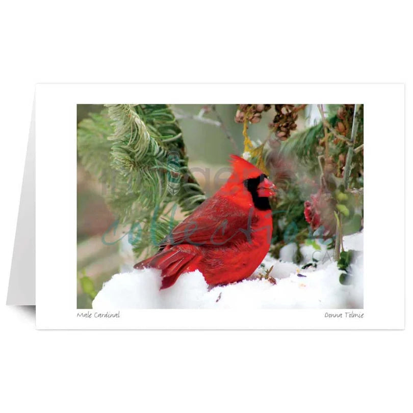 Male Cardinal Art Card