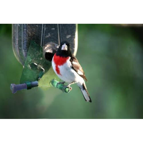 Nature Expert Unique Cardinal Feeder