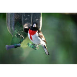 Nature Expert Unique Cardinal Feeder