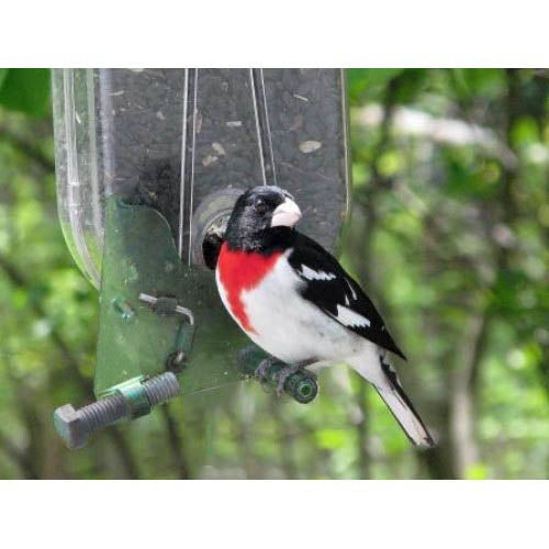 Nature Expert Unique Cardinal Feeder