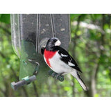 Nature Expert Unique Cardinal Feeder