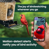 Perky-Pet Smart Camera Squirrel-Resistant Bird Feeder