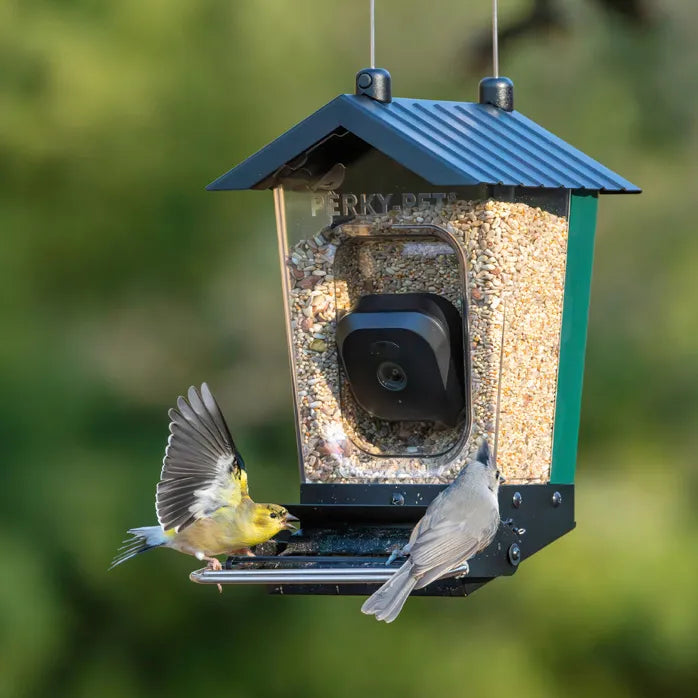 Perky-Pet Smart Camera Squirrel-Resistant Bird Feeder
