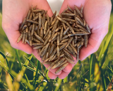 Premium Dried Black Soldier Fly Larvae, 454g