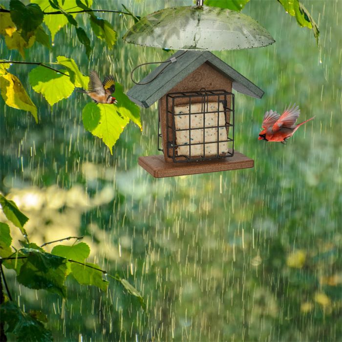 Squirrel & Weather Guard Dome, Clear