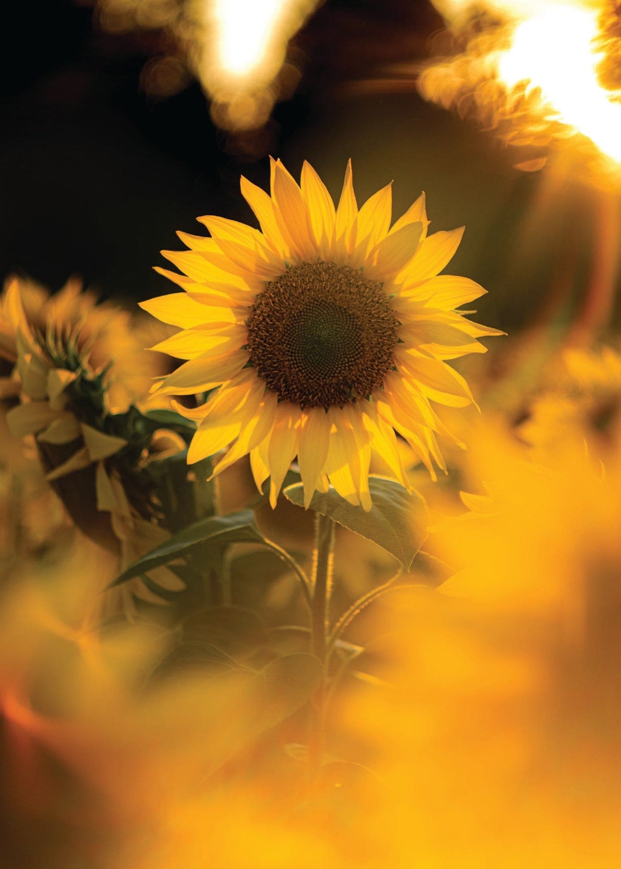 Sunflower Bouqet Birthday Card