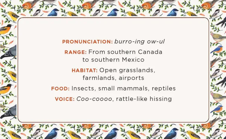 The Beginner Birder’s Deck