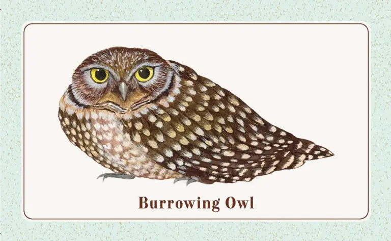 The Beginner Birder’s Deck