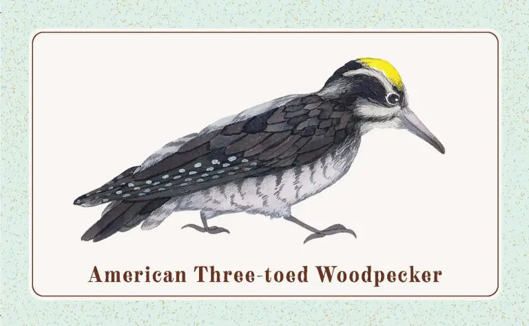 The Beginner Birder’s Deck