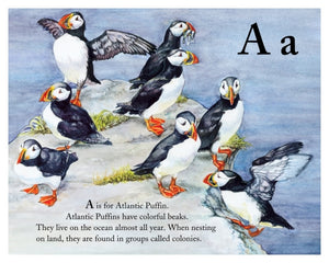 The Bird Alphabet Book