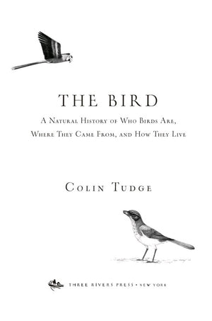 The Bird by Colin Tudge