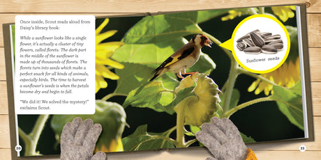 The Case of Growing Bird Feeder