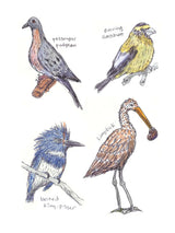 A Field Guide to Dumb Birds of North America: Surprising Facts Revealed