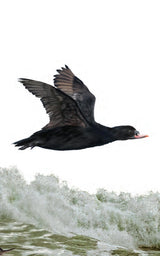 The Ontario Birding Journal and Checklist