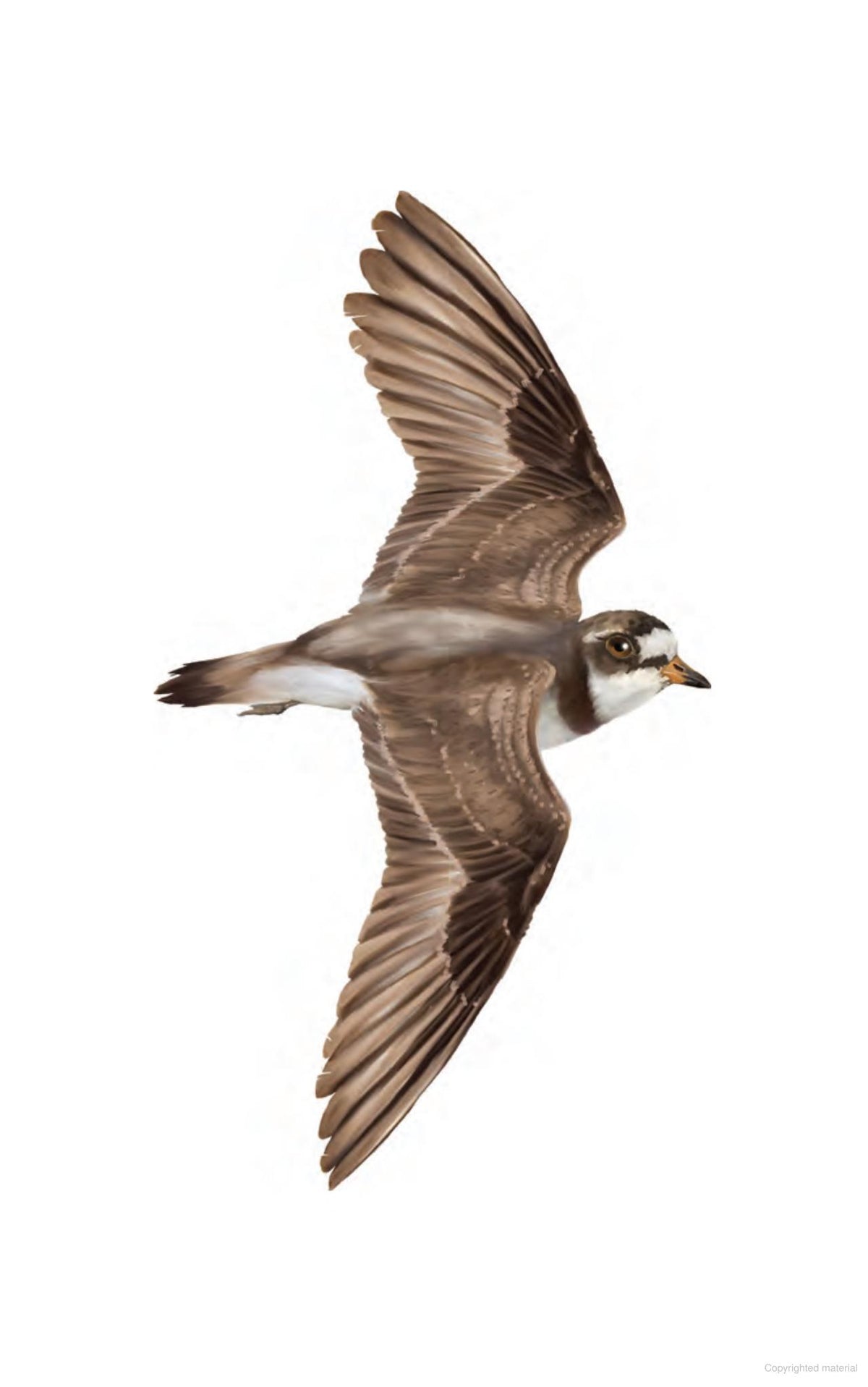 The Ontario Birding Journal and Checklist