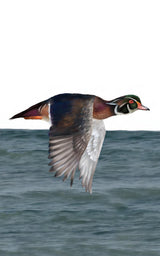 The Ontario Birding Journal and Checklist