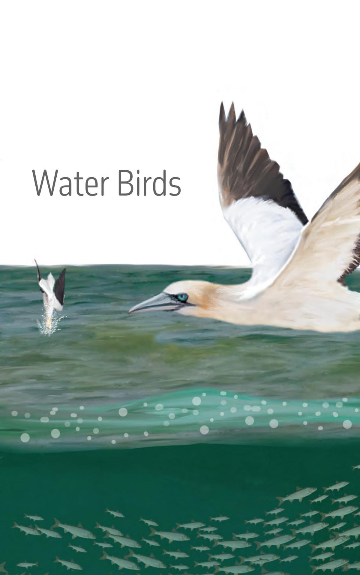 The Ontario Birding Journal and Checklist