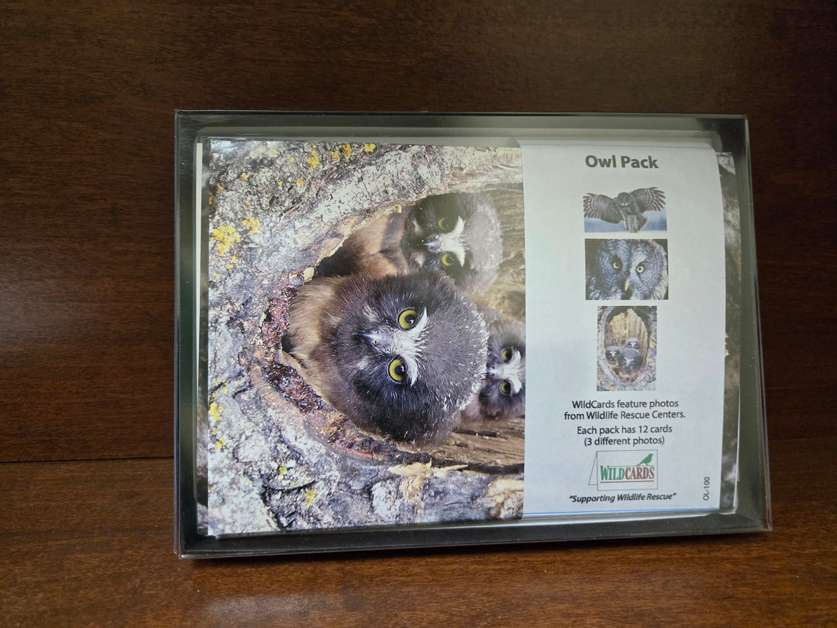 WildCards Owl Greeting Cards Pack