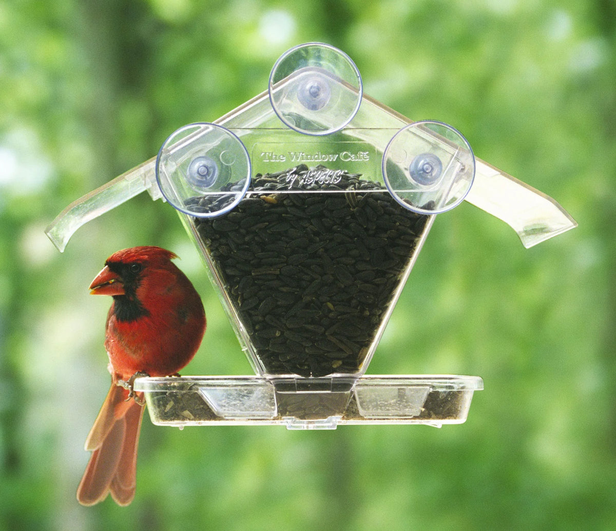 Aspects Transparent Window Cafe Feeder