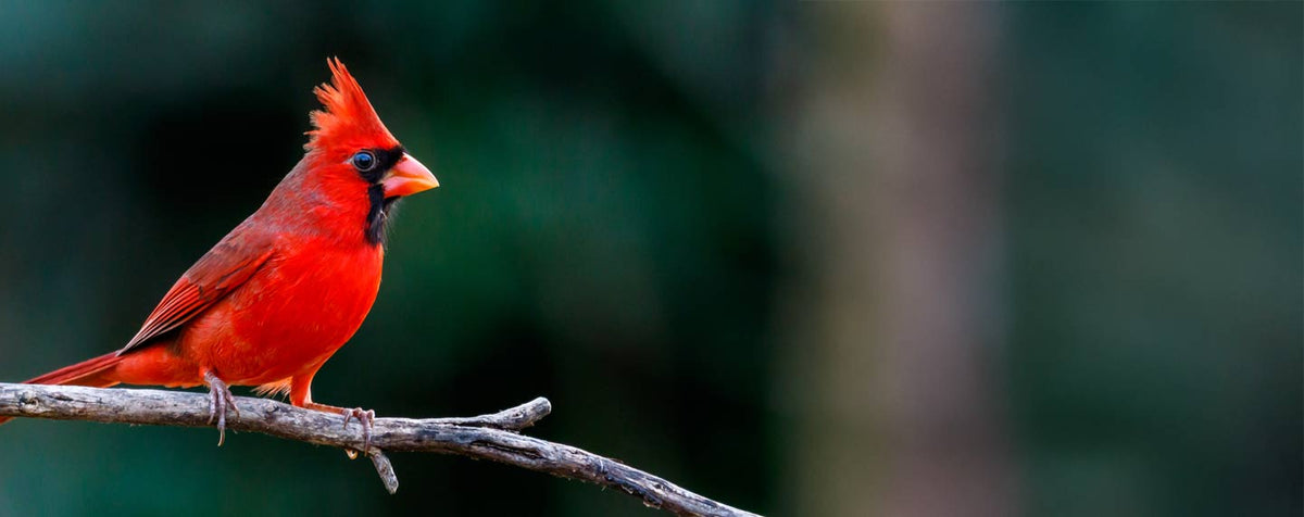 Birding Journey: Cardinal – Urban Nature Store