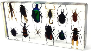 12 Bugs Collection Desk Decoration
