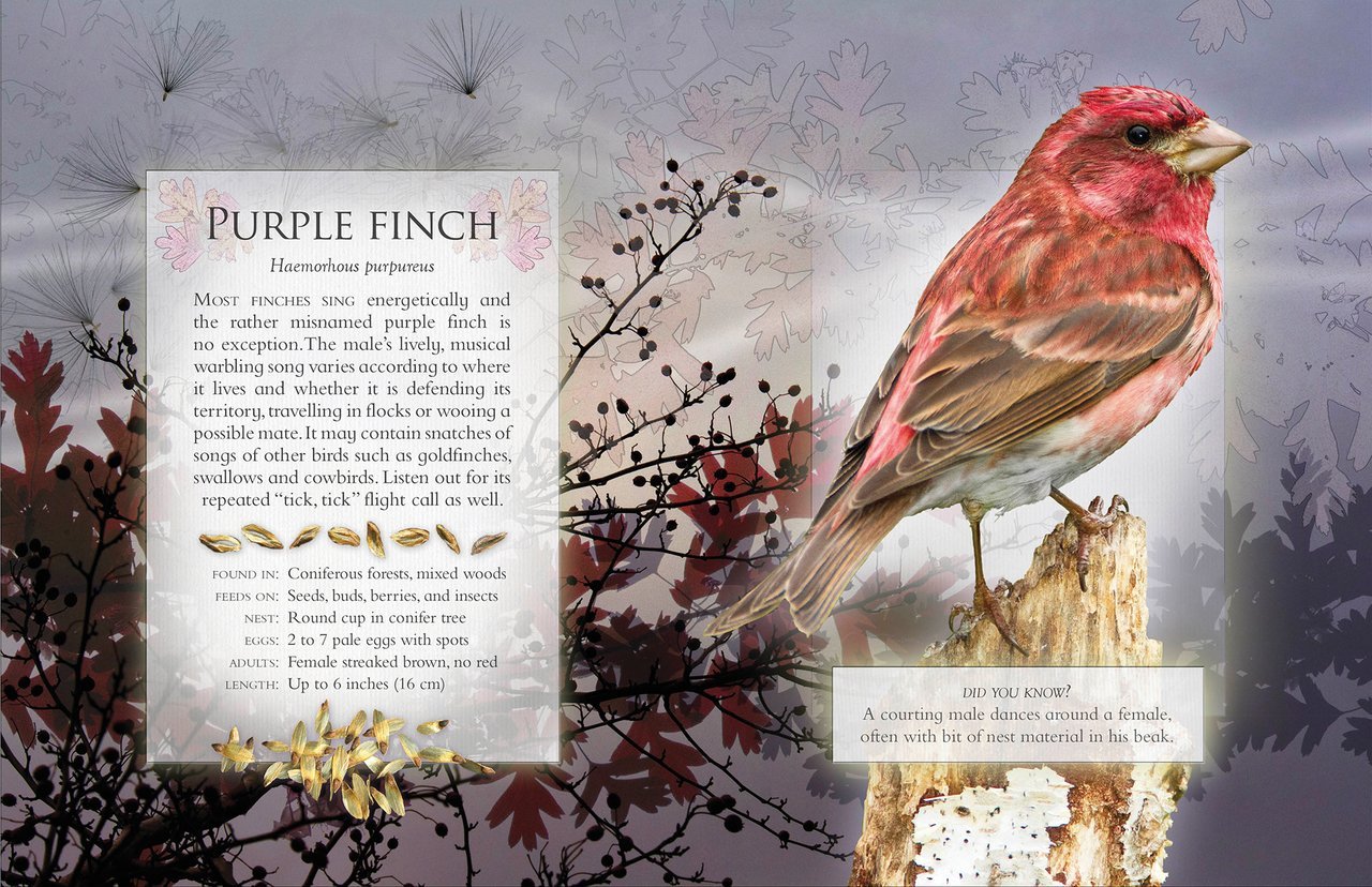 Buy The Little Book of Woodland Bird Songs Online in Canada