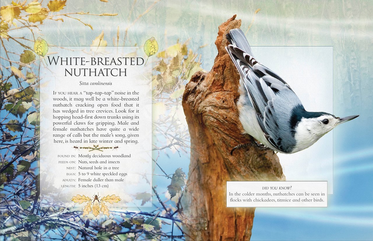 Buy The Little Book of Woodland Bird Songs Online in Canada
