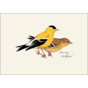 American Goldfinch Boxed Notecards
