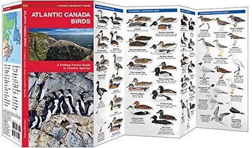 洋書 中部大西洋の鳥類図鑑 Birds of the Mid-Atlantic Smithsonian Handbooks: Birds of the Mid-Atlantic (Smithsonian