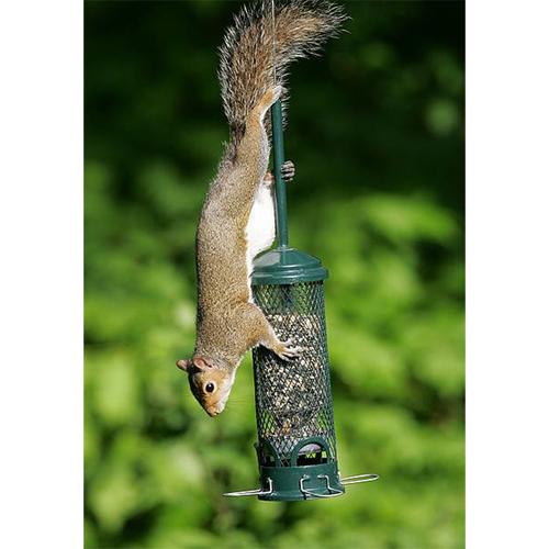 Buy Squirrel Buster Mini Squirrel Proof Bird Feeder Online With