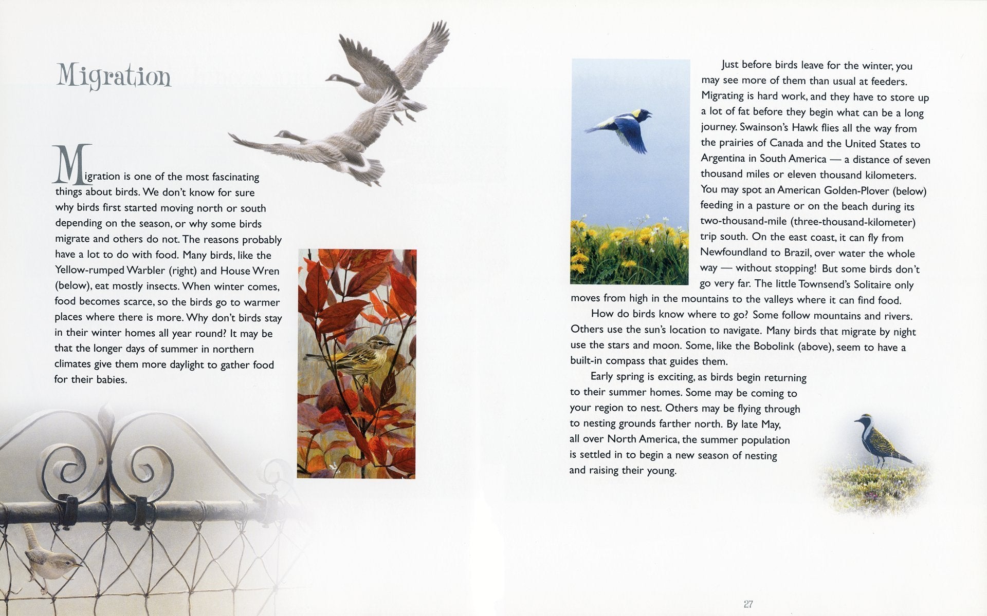 Buy Backyard Birds by Robert Bateman Online With Canadian Pricing
