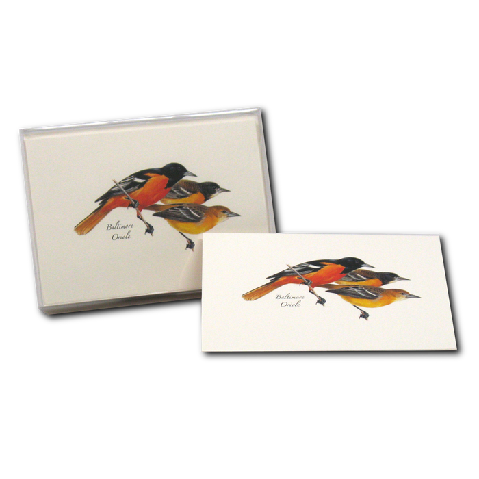 Baltimore Oriole Boxed Notecards