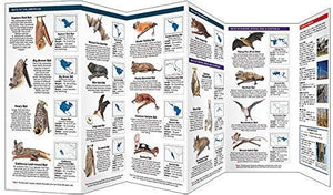 Bats: A Folding Pocket Guide to Familiar & Unusual Species