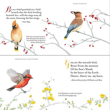 Beautiful Songbirds