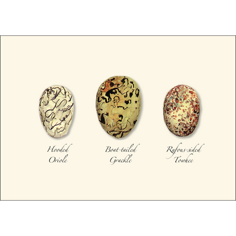 Bird Egg Assortment II Boxed Notes