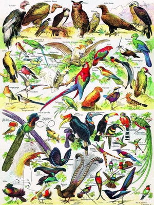 Birds-Oiseaux 1000pc Puzzle