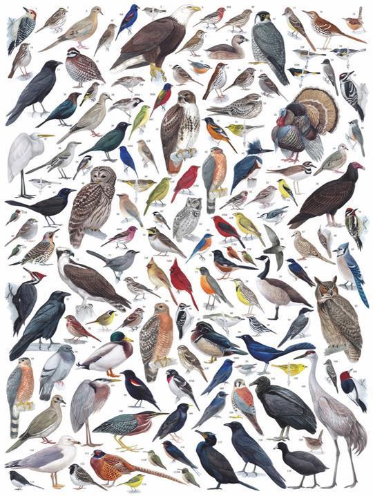Buy Birds of Eastern and Central North America 1000 Piece Jigsaw
