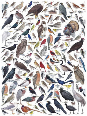 Birds of Eastern and Central North America 1000 Piece Jigsaw Puzzle